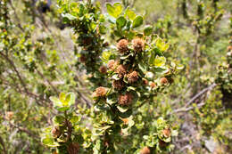 Imagem de Baccharis rhomboidalis Remy