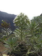 Image of Echium leucophaeum Webb ex Sprague & Hutchinson