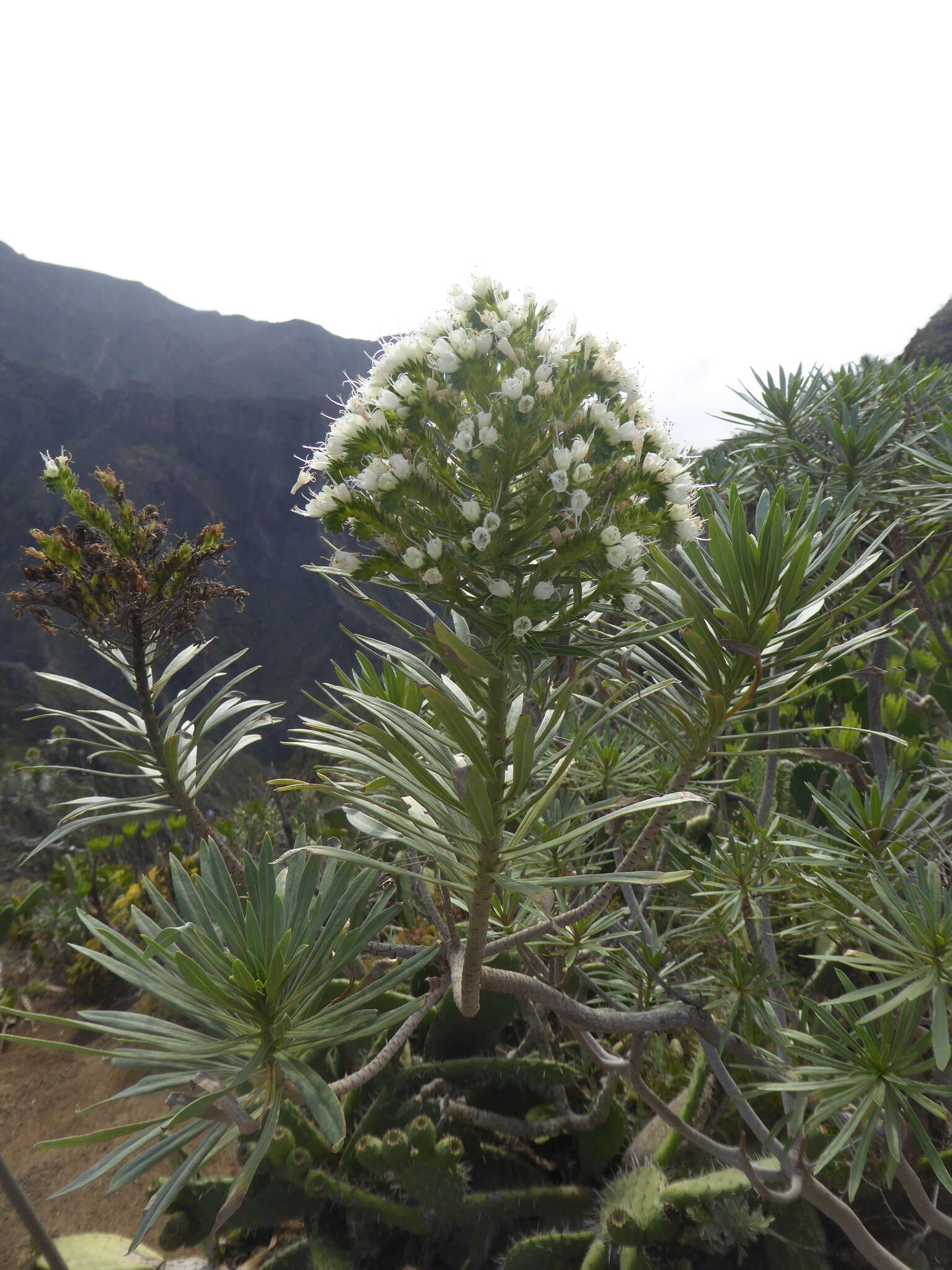 Image of Echium leucophaeum Webb ex Sprague & Hutchinson