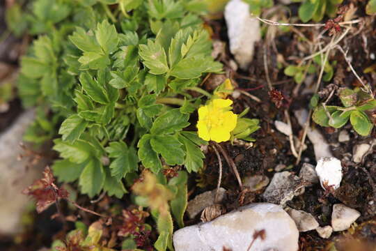 Image of Potentilla brauniana