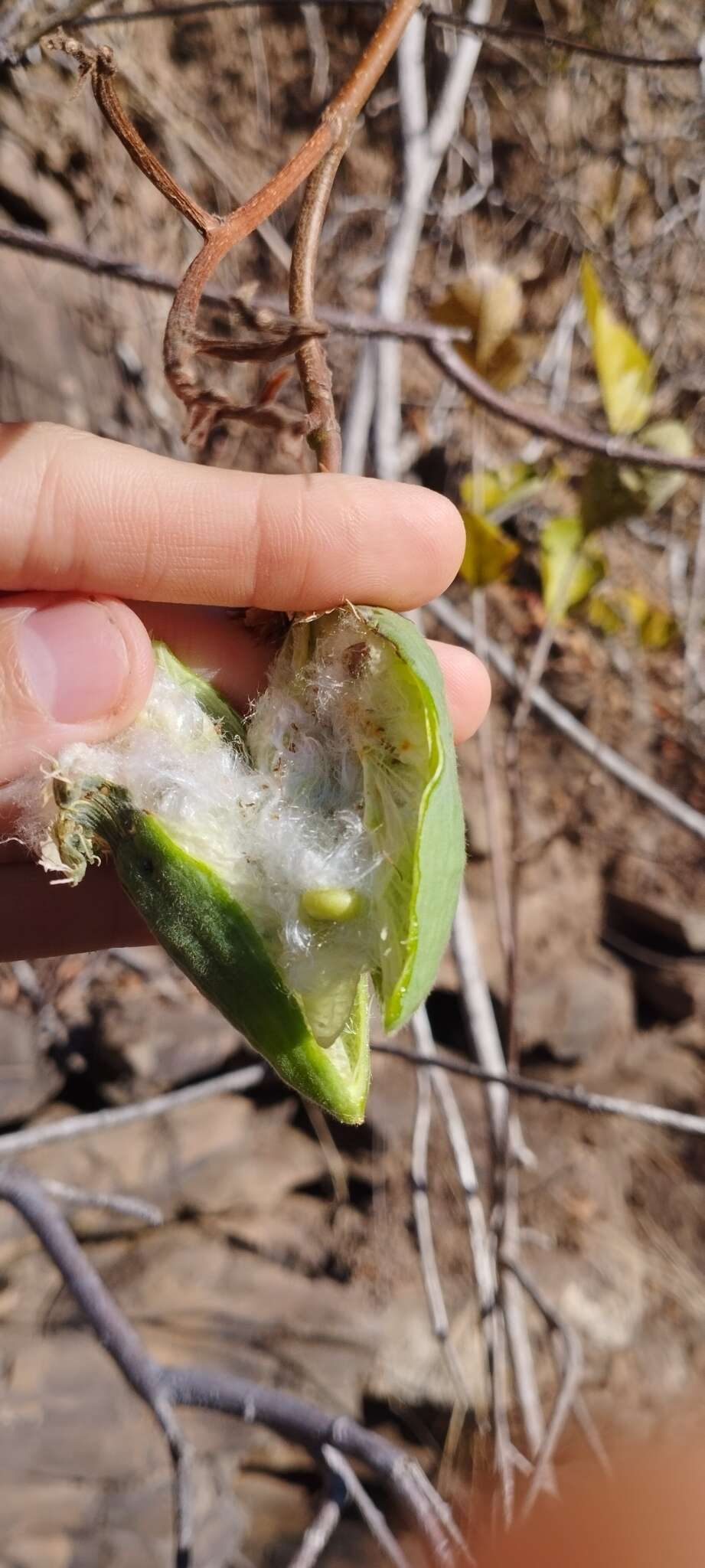 Imagem de Cochlospermum regium (Mart. & Schr.) Pilger