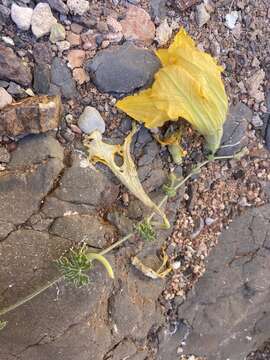 Image of Cucurbita cordata S. Watson