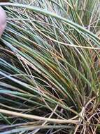 صورة Chionochloa teretifolia (Petrie) Zotov