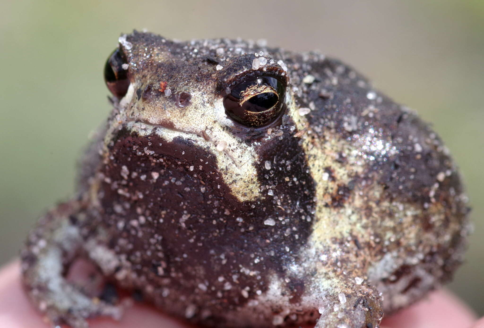 Image of Breviceps ombelanonga Nielsen, Conradie, Ceríaco, Bauer, Heinicke, Stanley & Blackburn 2020