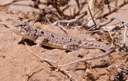 Image of Lake Eyre Dragon