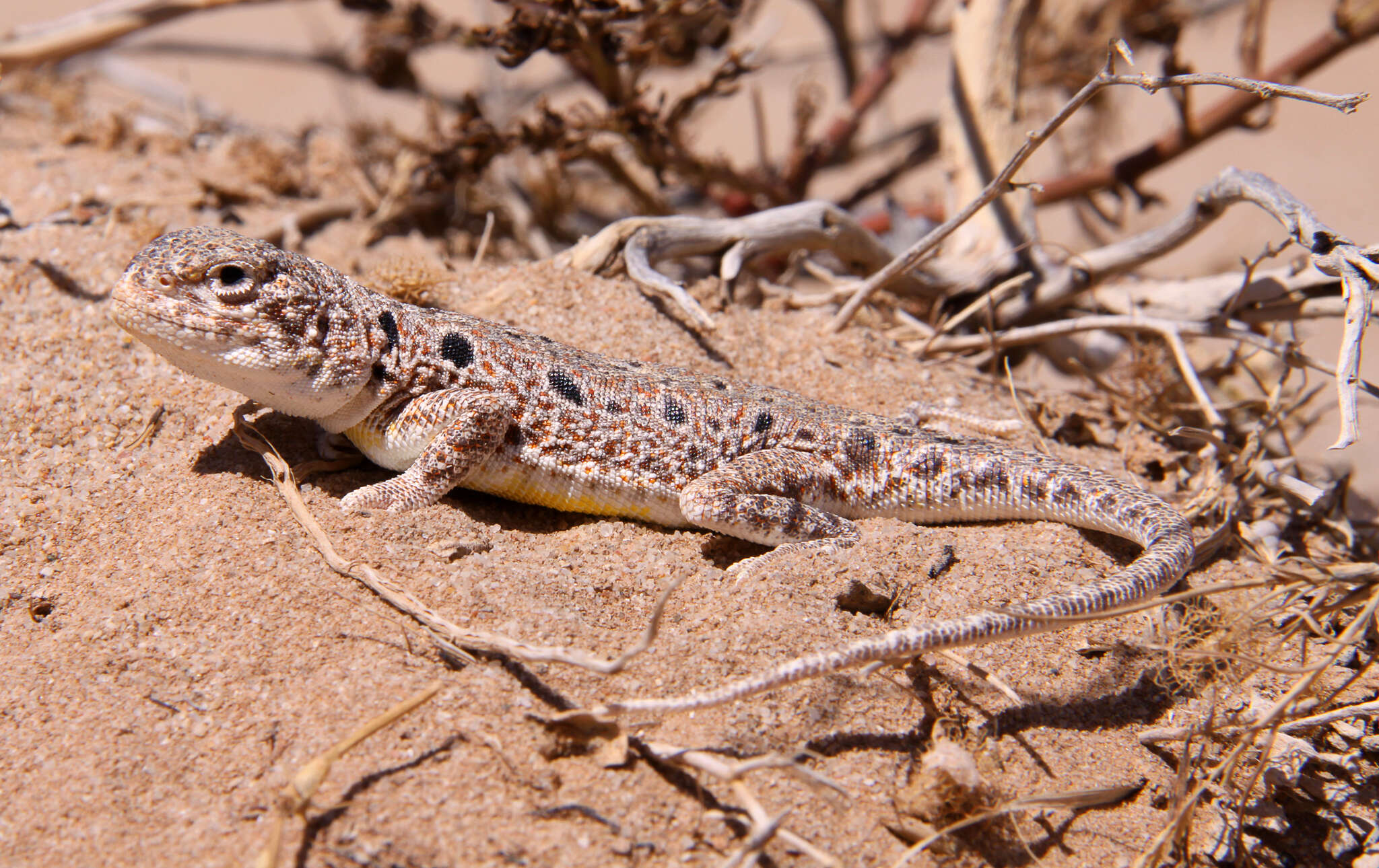 صورة Ctenophorus maculosus (Mitchell 1948)