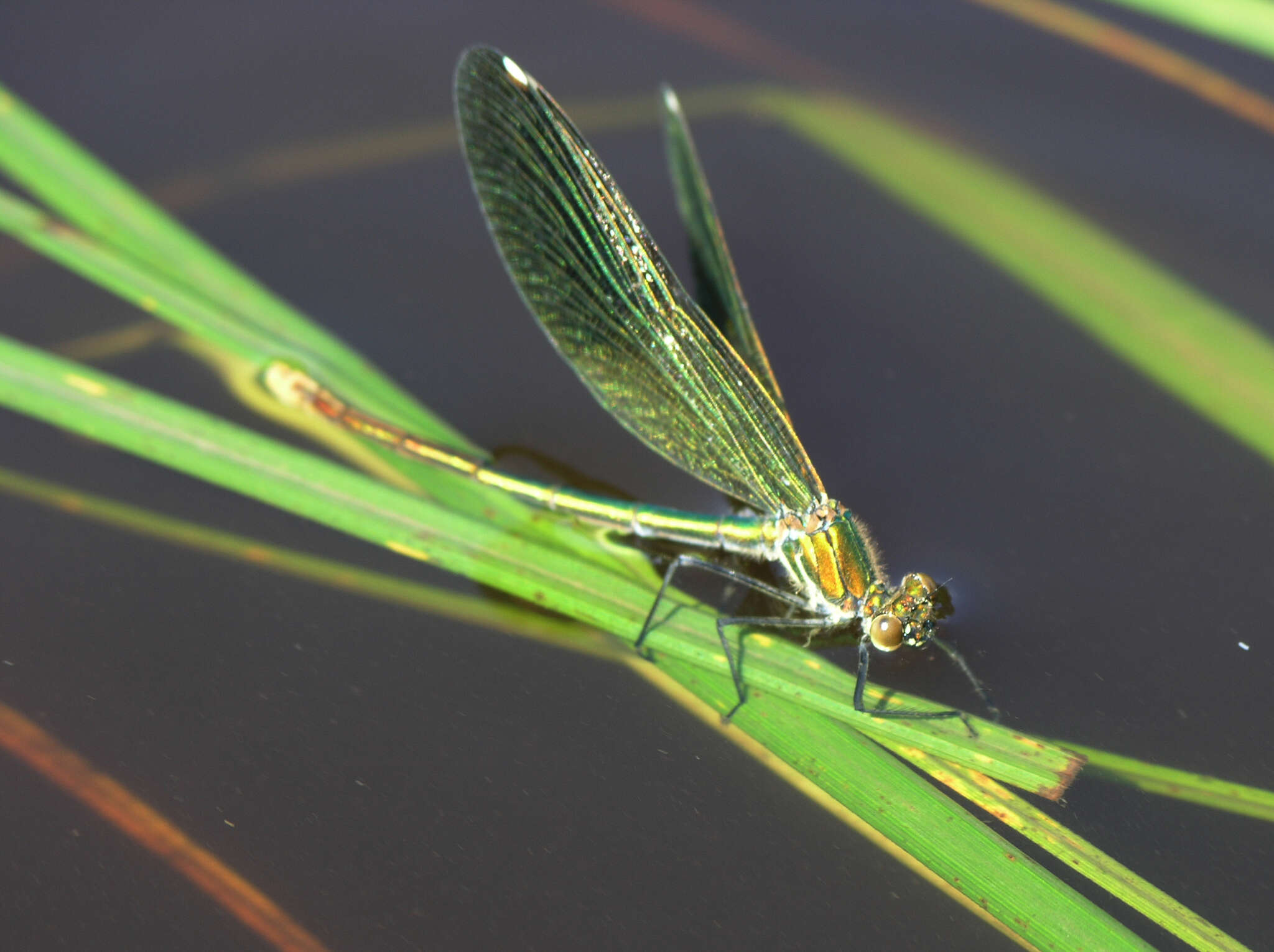 Image of Calopteryx splendens ancilla Sélys 1887