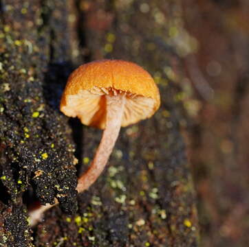 Image of Pholiota eucalyptorum (Cleland) Singer 1952