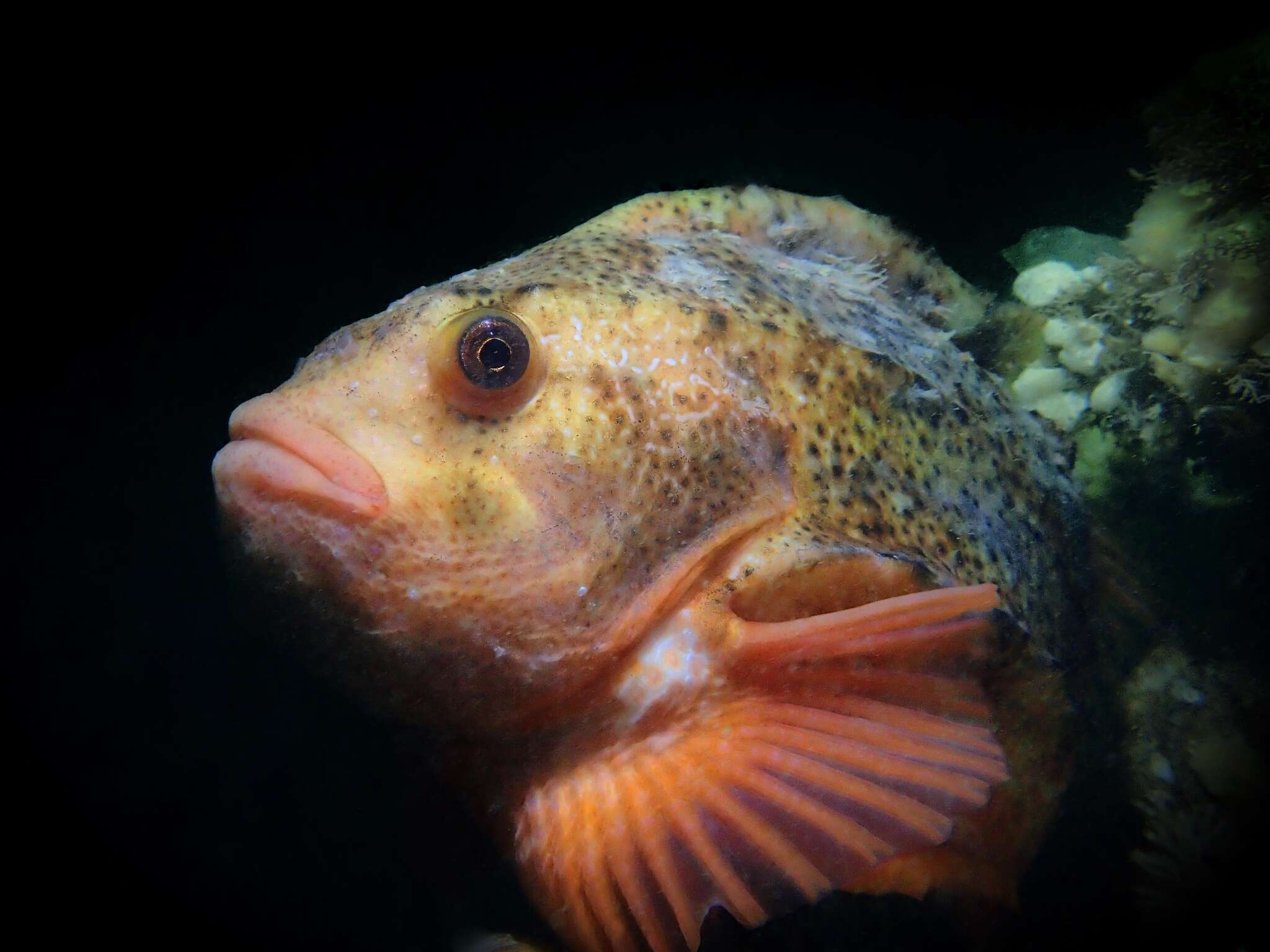 Image of lumpfishes