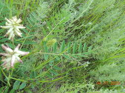 Plancia ëd Astragalus uliginosus L.