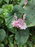 Image of Begonia bracteosa A. DC.