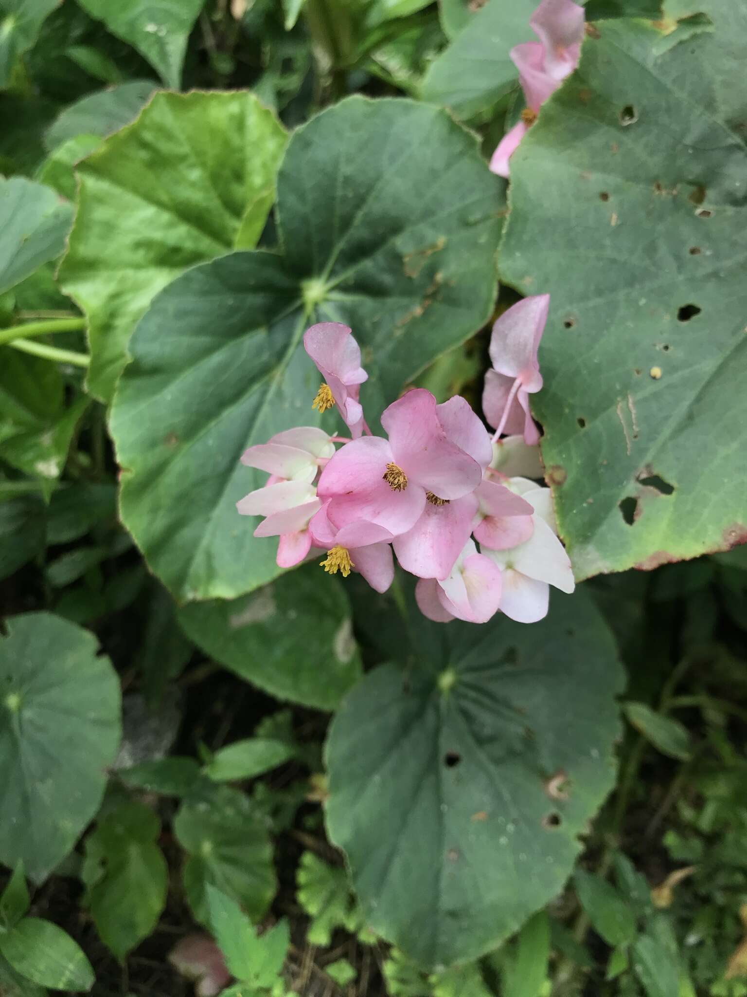 Image of Begonia bracteosa A. DC.