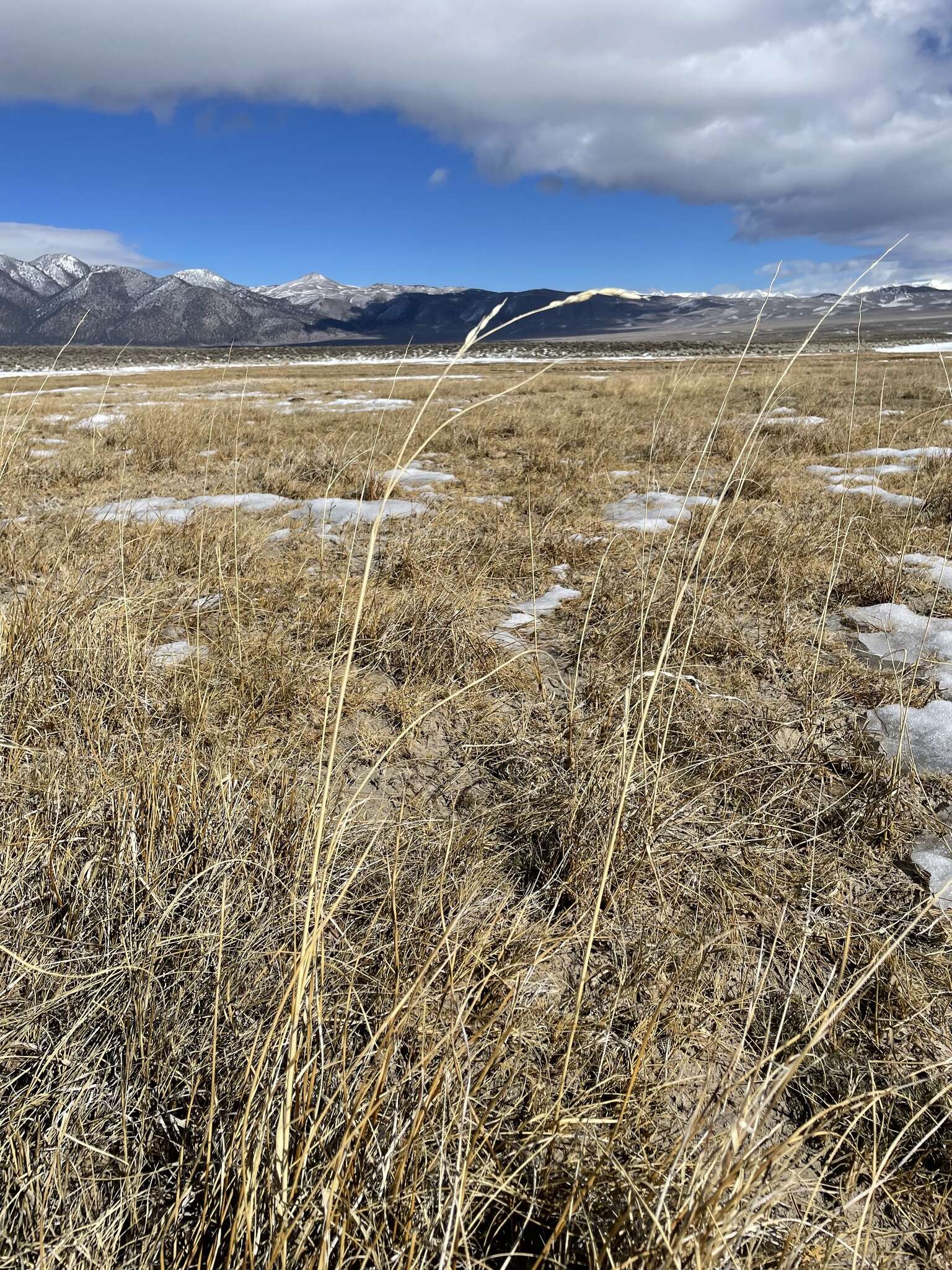 Image of Alkali Cord Grass