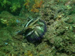 صورة Temnopleurus alexandri (Bell 1884)