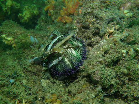 Image of Alexanders sea urchin