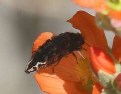 Image de Acmaeodera cuneata Fall 1899