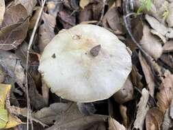 Image of Agaricus kerriganii L. A. Parra, B. Rodr., A. Caball., M. Martín-Calvo & Callac 2013