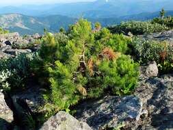 Image of Siberian pine