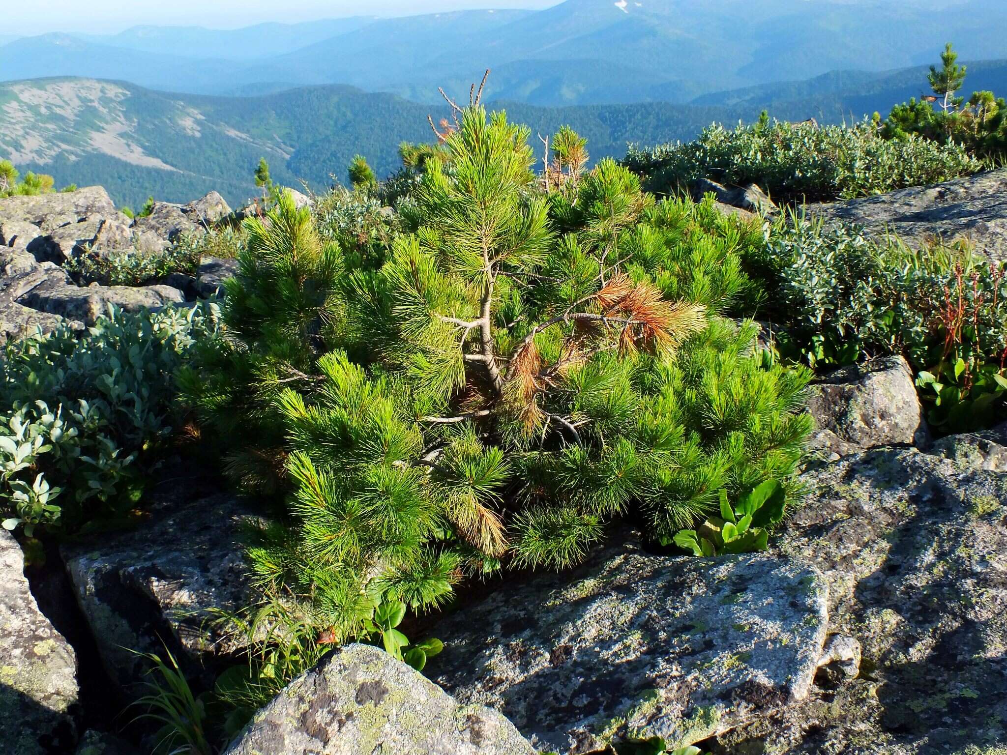 Imagem de Pinus sibirica Du Tour