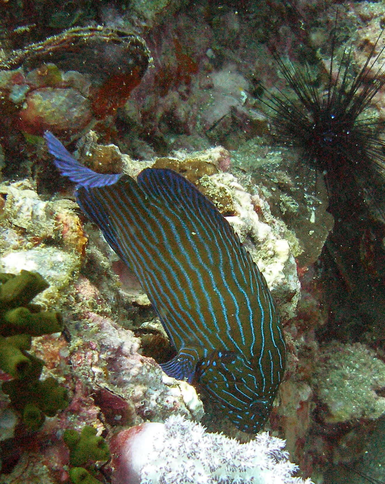 Image of Blue-lined Rock Cod