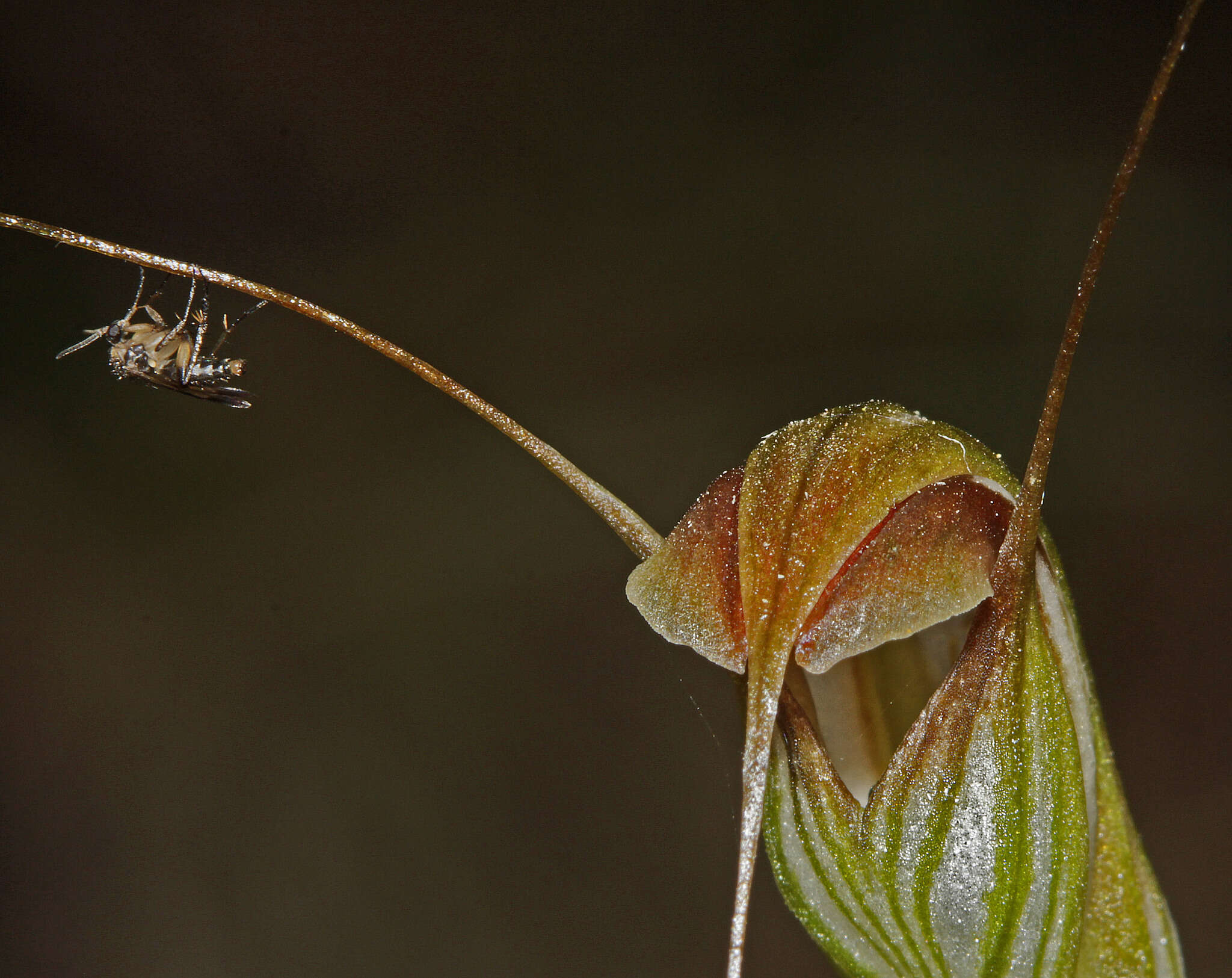 Image of Fisch's greenhood