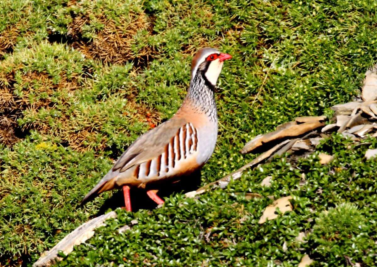 Alectoris rufa (Linnaeus 1758) resmi