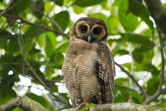 Image of Brown Wood Owl