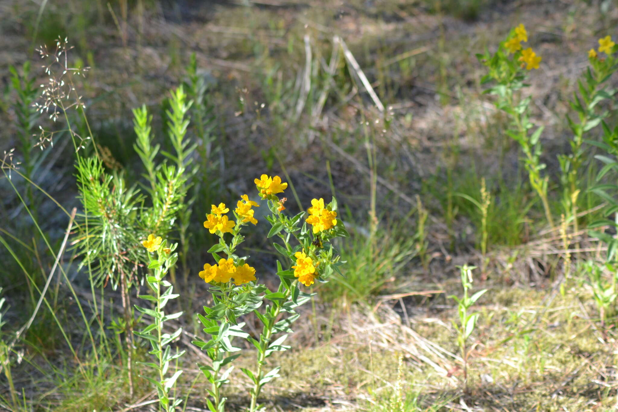 Image of Carolina puccoon