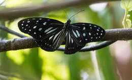 Image of Ideopsis juventa curtisi (Moore 1883)