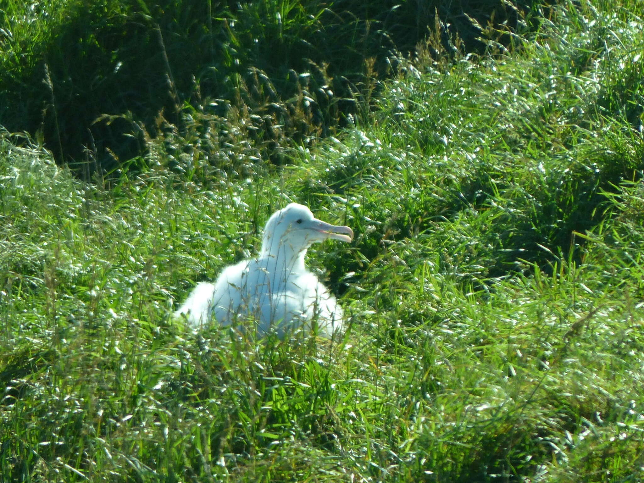 Image of Royal Albatross