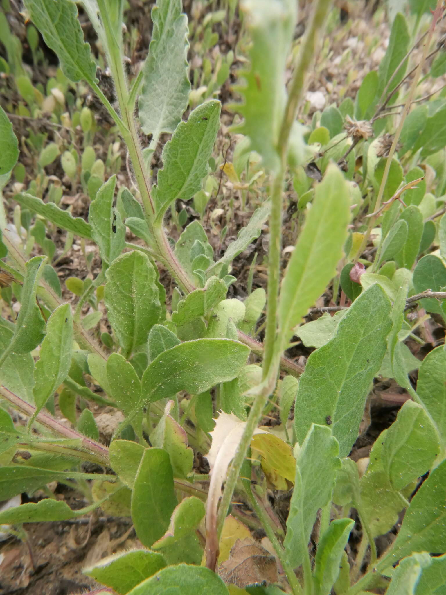 Image of Crepis aspera L.