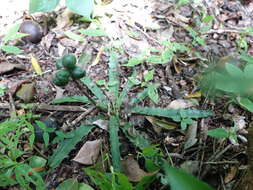 Image of Aloe sakarahensis Lavranos & M. Teissier