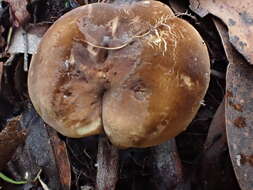 صورة Lactifluus leonardii (Stubbe & Verbeken) Stubbe 2012