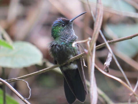 Image of Mexican Woodnymph