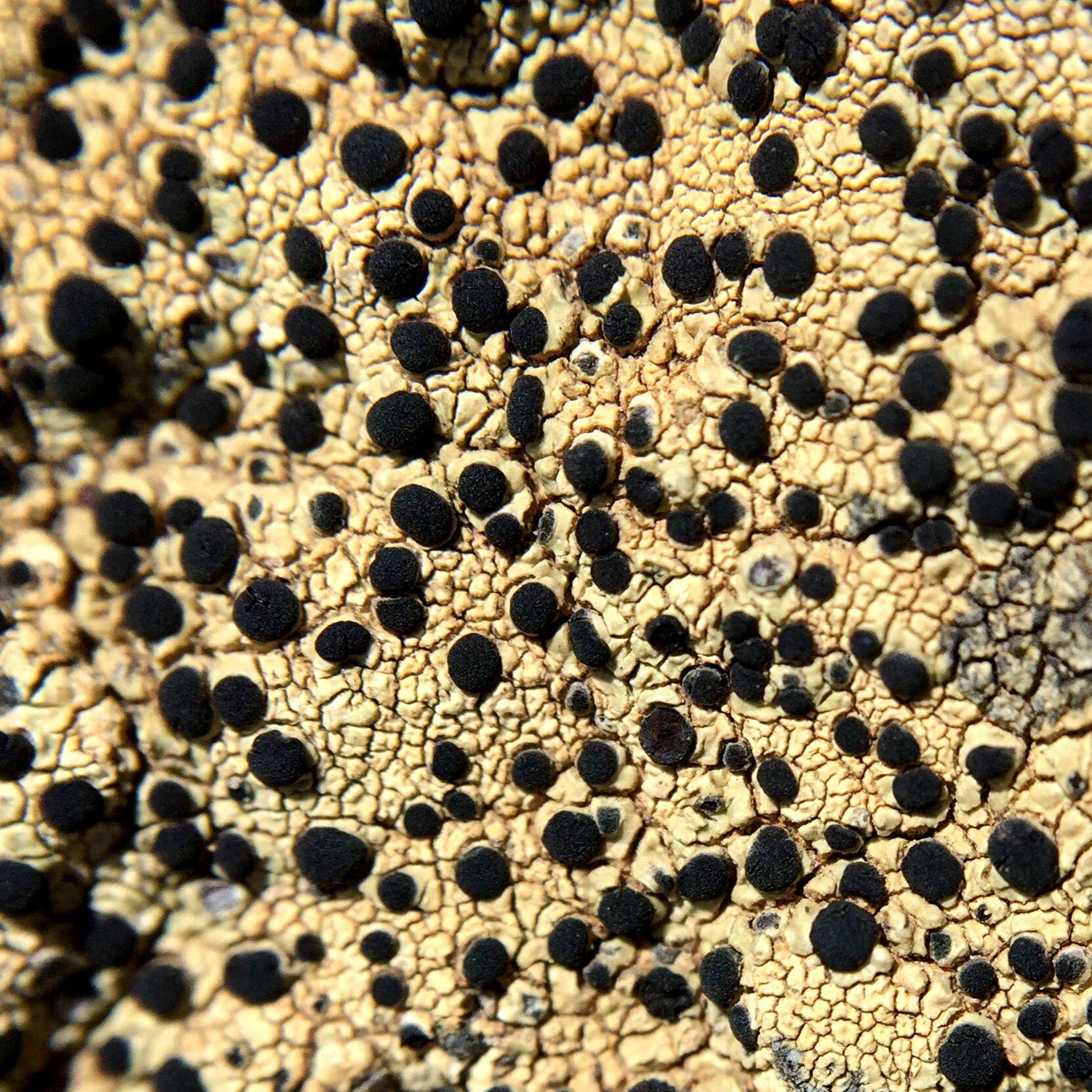 Image of disc lichen