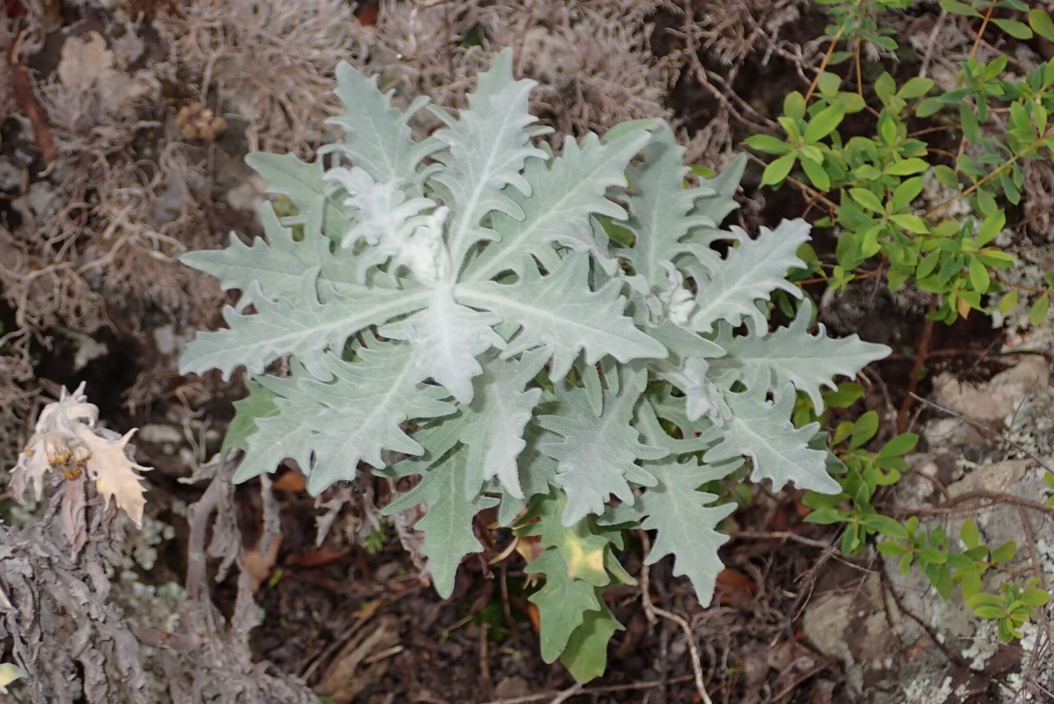 Image of Andryala pinnatifida subsp. pinnatifida