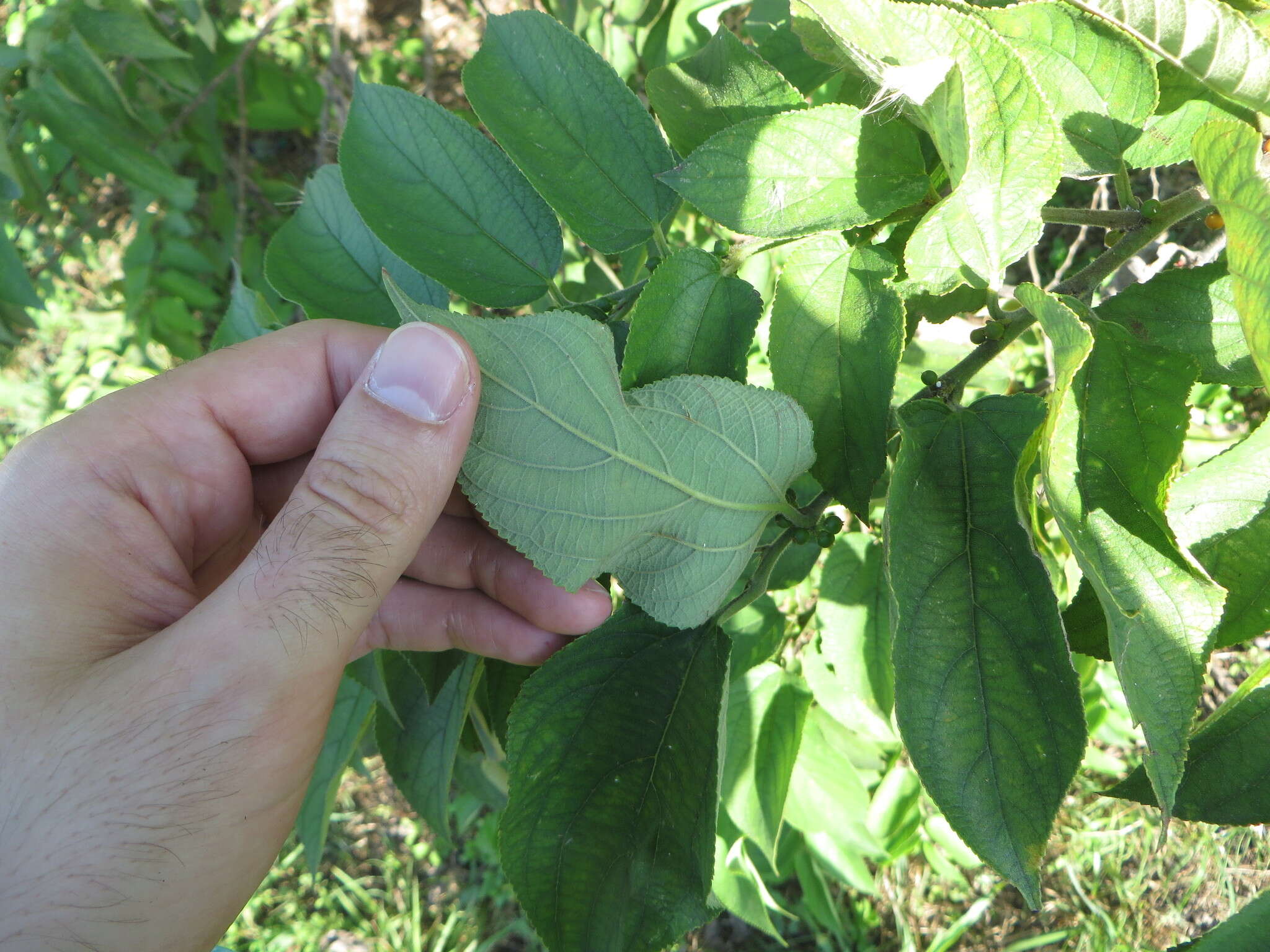 Image de Trema micrantha (L.) Bl.