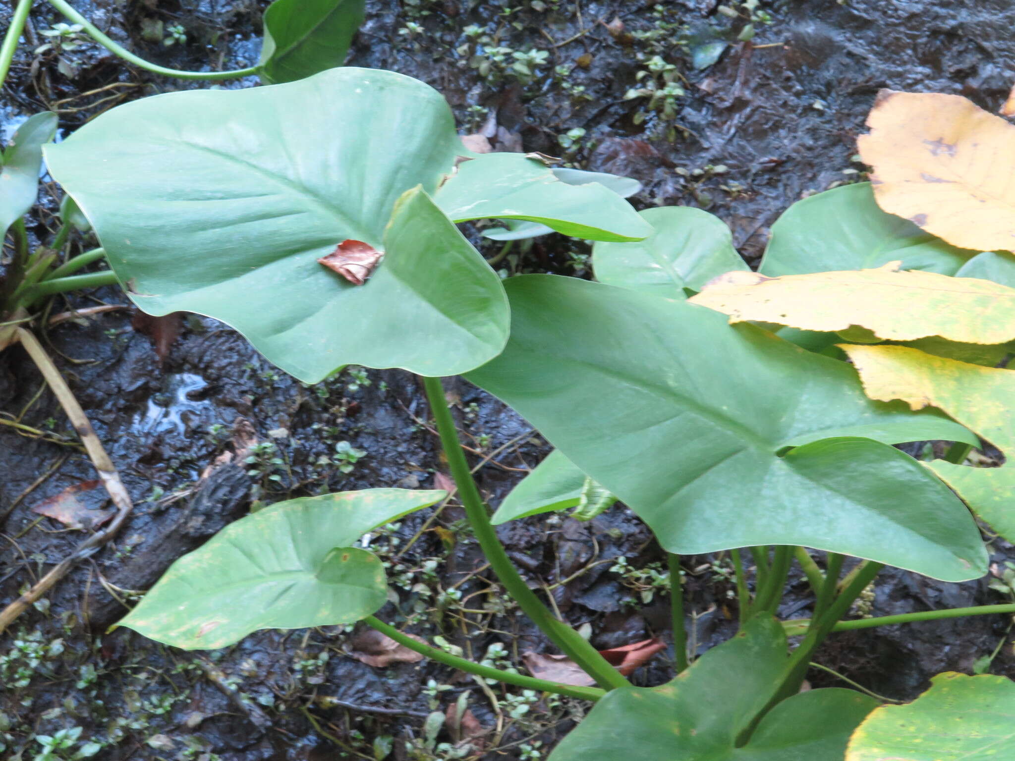 Image of green arrow arum