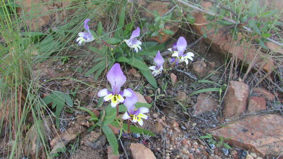 Image de Sparaxis variegata (Sweet) Goldblatt