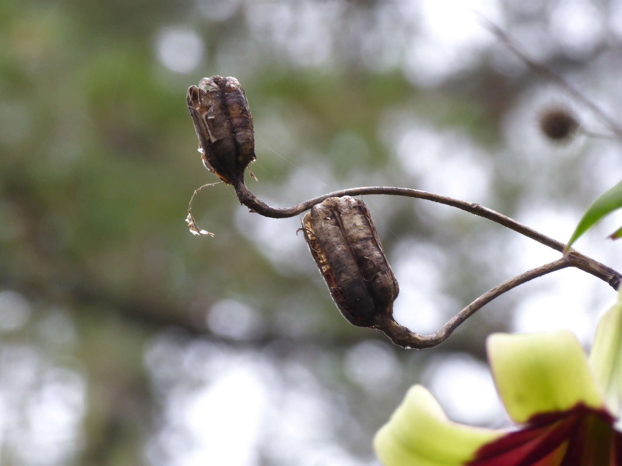 Image of Lilium nepalense D. Don