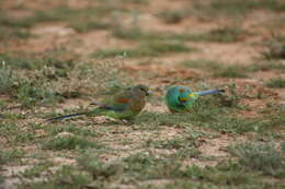 Image of Many-coloured Parakeet
