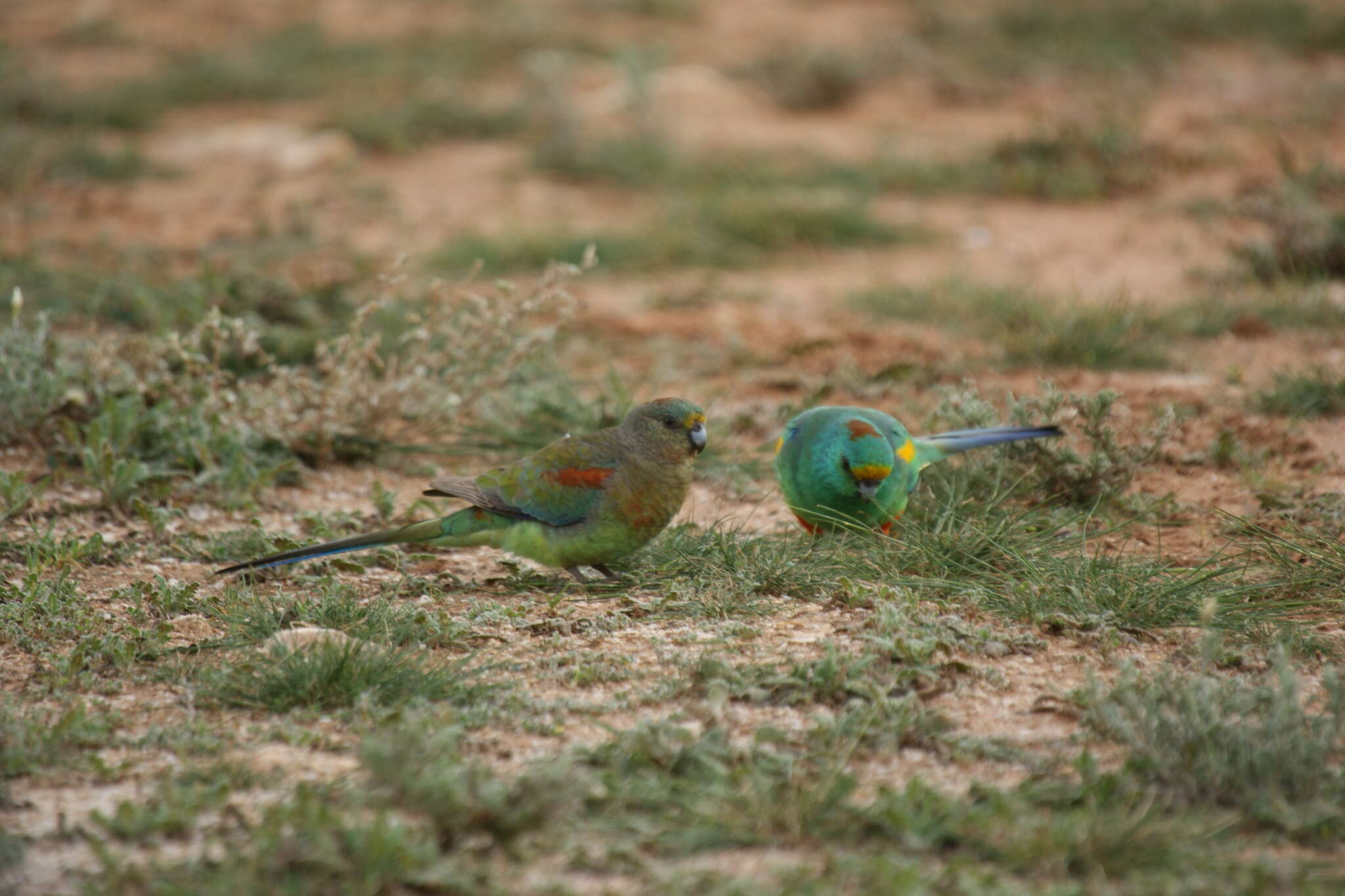 Image of Many-coloured Parakeet