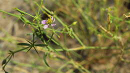 Image of Fagonia indica Burm. fil.