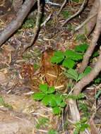 Image of Cascades Frog