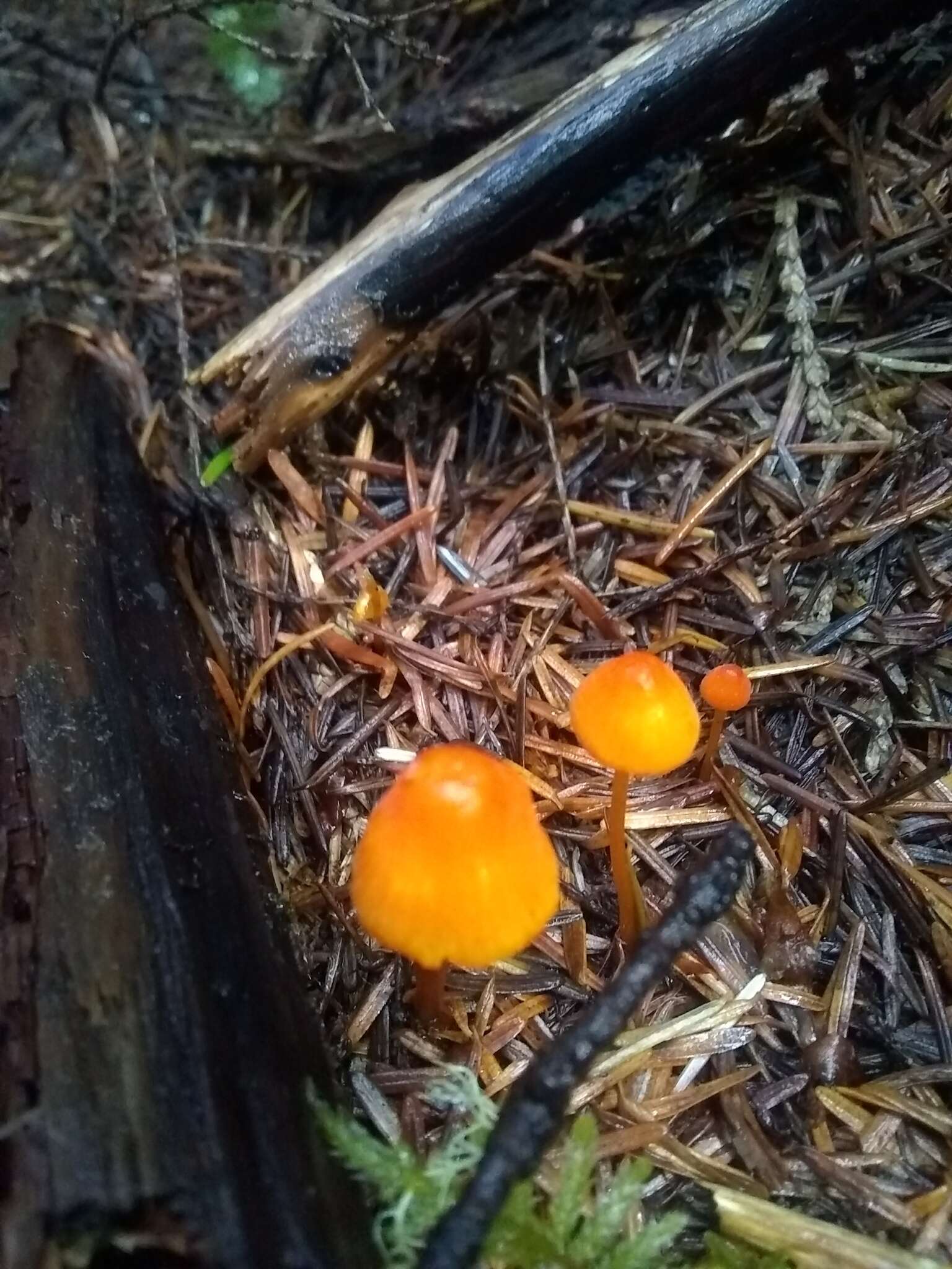 Image of Mycena strobilinoidea Peck 1893