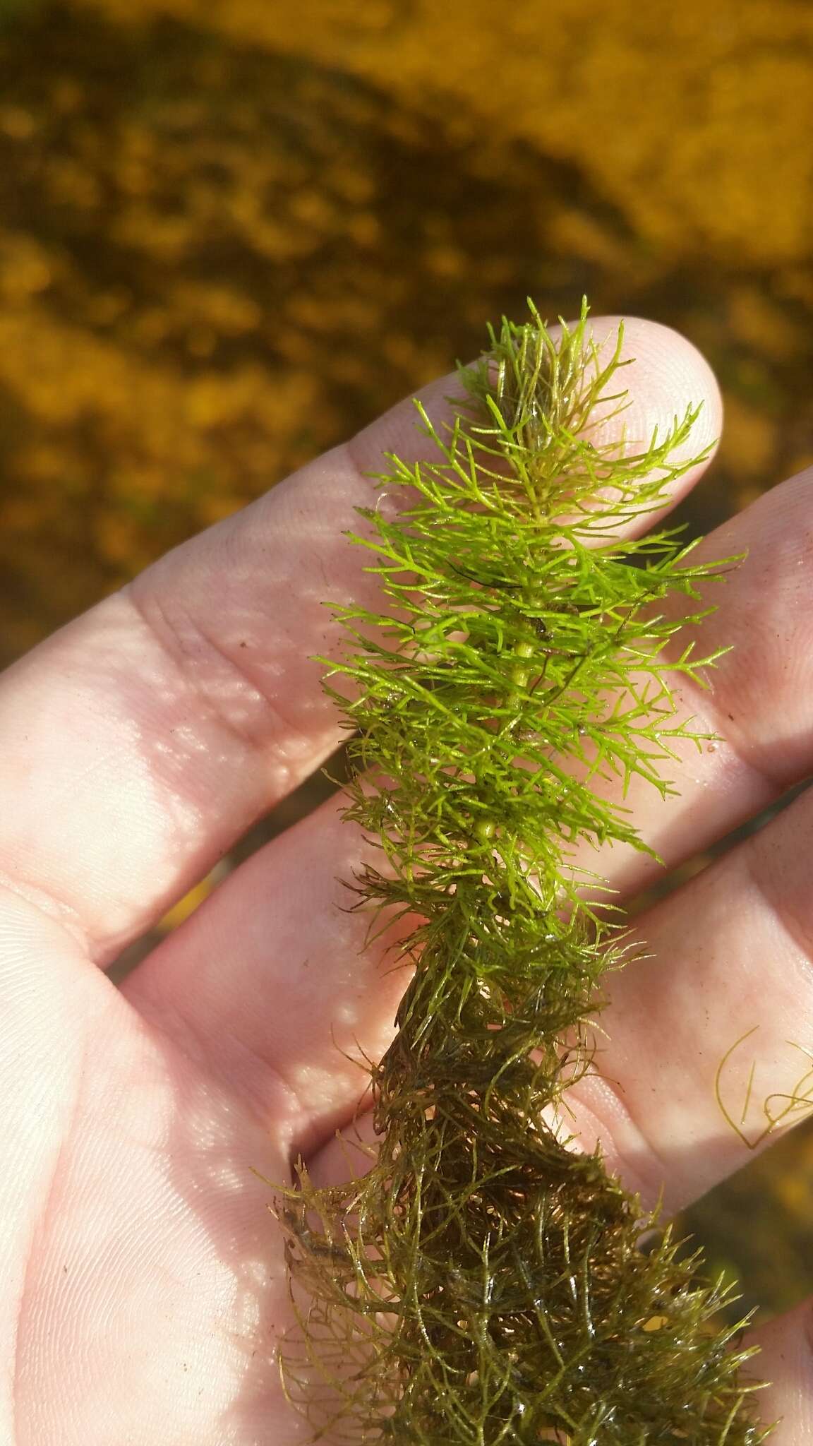 Image of Eastern water-milfoil