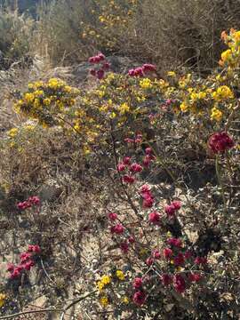 Image of redflower buckwheat