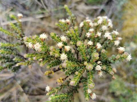 Image of Baccharis tricuneata (L. fil.) Pers.