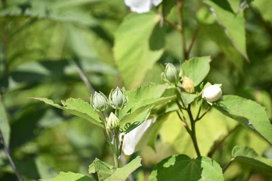 Sivun Hibiscus moscheutos subsp. moscheutos kuva