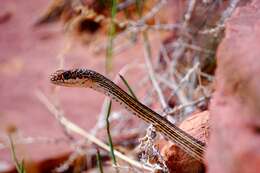 Image of Central Texas Whipsnake